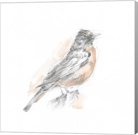 Framed Robin Bird Sketch I Print