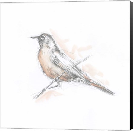 Framed Robin Bird Sketch II Print