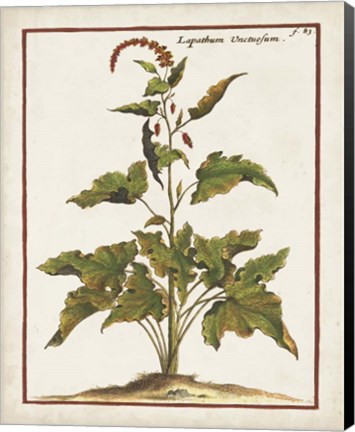 Framed Munting Botanicals VI Print