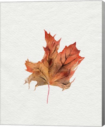 Framed Watercolor Autumn Leaf II Print