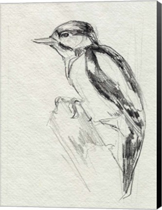 Framed Woodpecker Sketch I Print