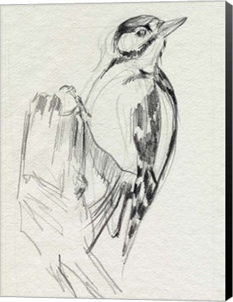 Framed Woodpecker Sketch II Print