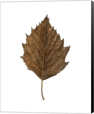 Framed Fall Leaf Study III Print