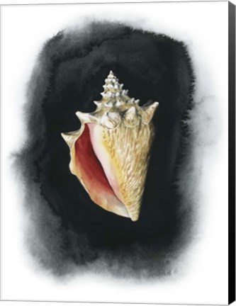 Framed Conch on Black I Print