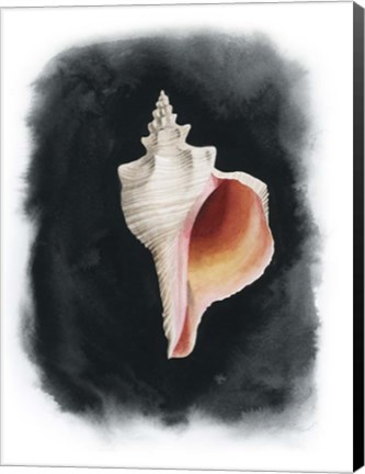 Framed Conch on Black II Print