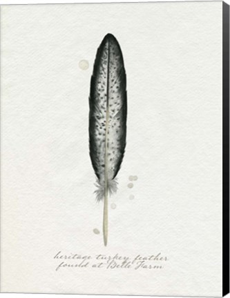 Framed Found Feather II Print