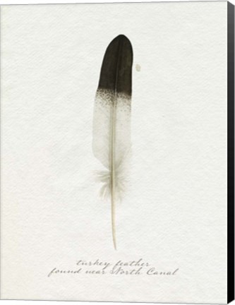 Framed Found Feather IV Print