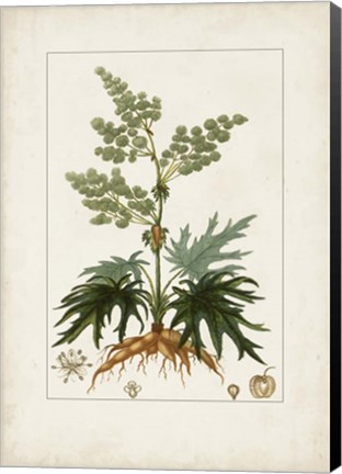 Framed Antique Turpin Botanical III Print