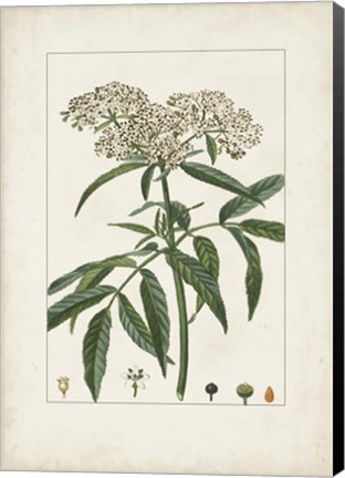 Framed Antique Turpin Botanical VII Print