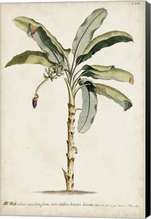 Framed Banana Palm II Print