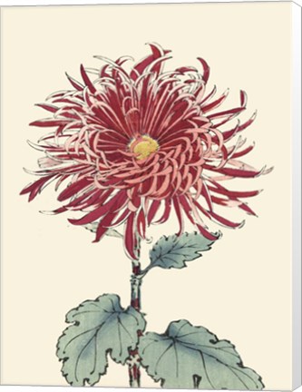 Framed Chrysanthemum Woodblock I Print