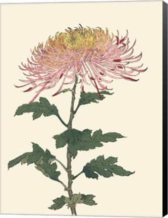 Framed Chrysanthemum Woodblock II Print