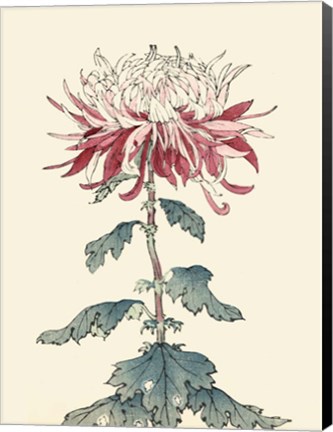 Framed Chrysanthemum Woodblock III Print