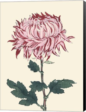 Framed Chrysanthemum Woodblock IV Print