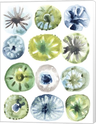 Framed Sea Urchin Assortment I Print