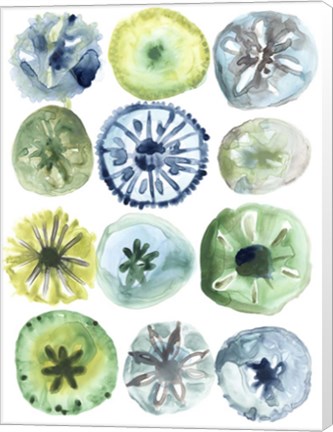 Framed Sea Urchin Assortment II Print