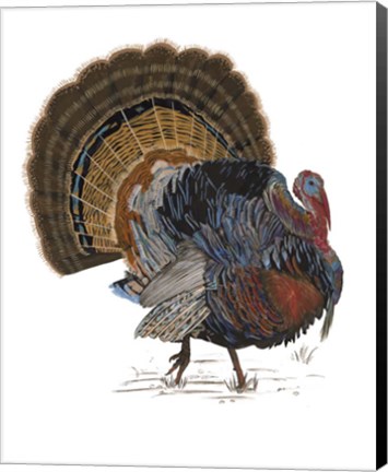 Framed Turkey Study I Print