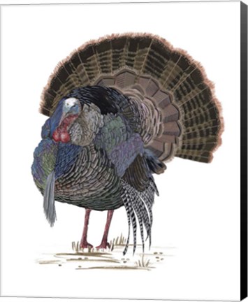 Framed Turkey Study II Print