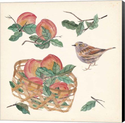 Framed Basket with Fruit II Print