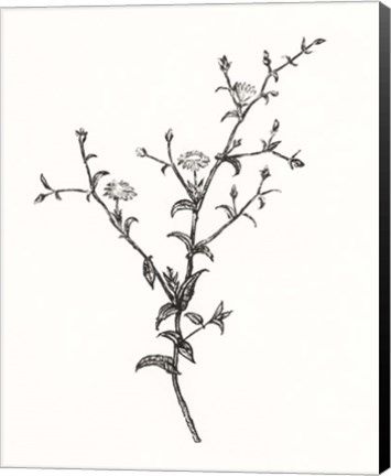 Framed Wild Bloom Sketch II Print