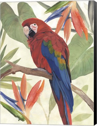 Framed Tropical Parrot Composition II Print