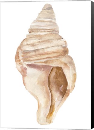 Framed Seashell II Print