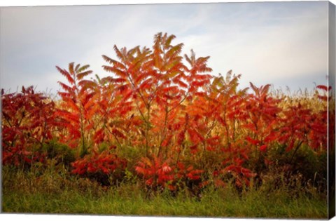 Framed Autumn Sumac Print