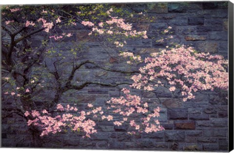 Framed Dogwood in Pink Print