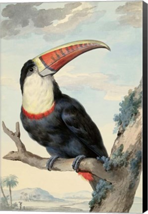 Framed Red-billed Toucan, c. 1748 Print