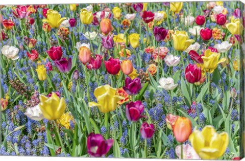 Framed Kuekenhof Tulips I Print