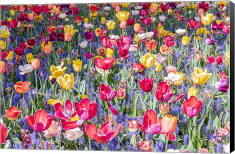 Framed Kuekenhof Tulips II Print