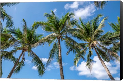 Framed Palawan Palm Trees I Print