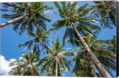 Framed Palawan Palm Trees II Print