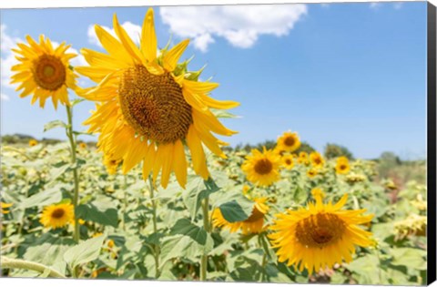 Framed Sunflowers I Print