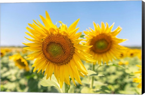 Framed Sunflowers II Print