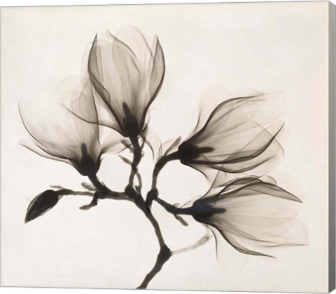 Framed Branch with Four Magnolias, 1910-1925 Print