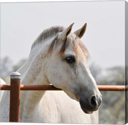 Framed White Horse 3 Print