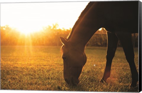 Framed Sunset Grazing I Print