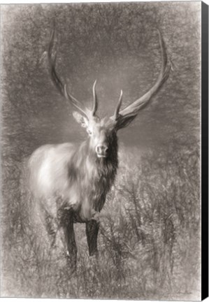 Framed Elk Sketch Print