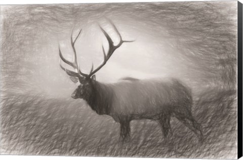 Framed Bull Elk Sketch Print