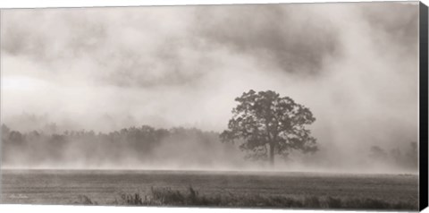 Framed Old Oak in Fog Print