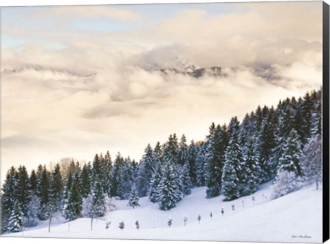 Framed Pines in the Sky Print