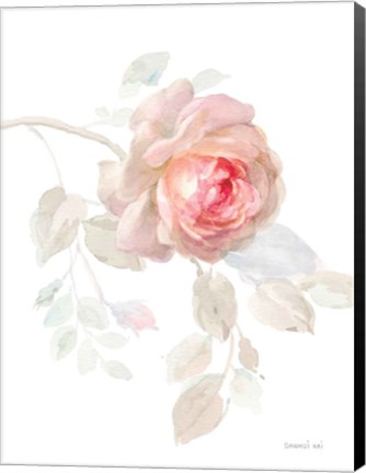 Framed Gentle Rose I Print