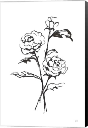 Framed Line Ranunculus I Print