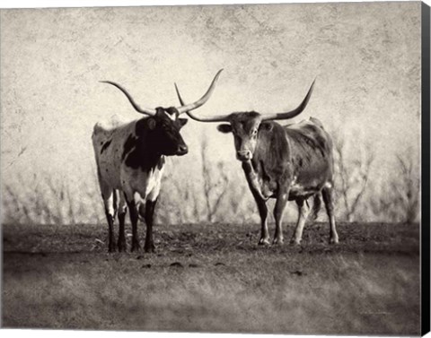 Framed Texas Longhorns Print