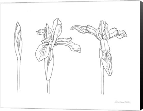 Framed Sketched Iris Print