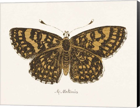 Framed Antique Butterfly II Print