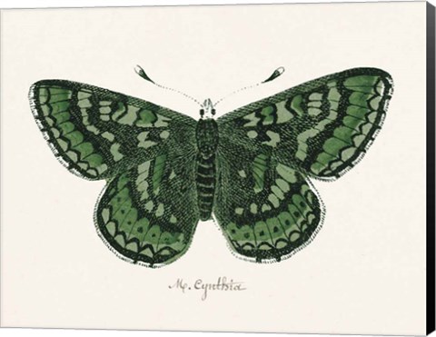 Framed Antique Butterfly I Print