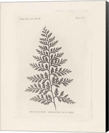 Framed Fern Engraving Print