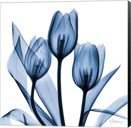 Framed Indigo Tulips Print